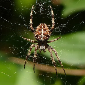Araneus diadematus