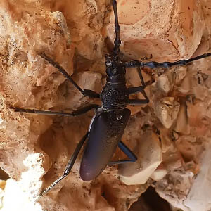 Orden Coleoptera