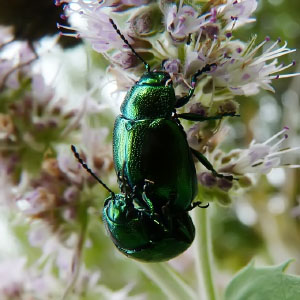 Chrysolina herbacea