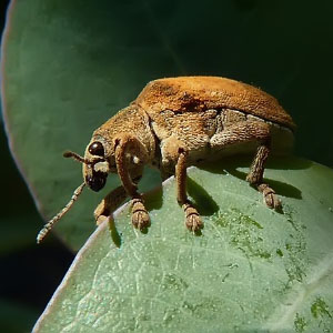 Gonipterus scutellatus