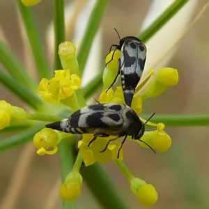 Variimorda villosa