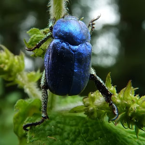 Hoplia coerulea