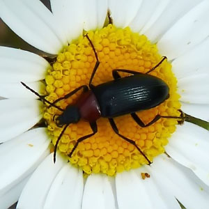Heliotaurus ruficollis