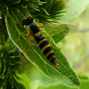 Sphaerophoria scripta hembra
