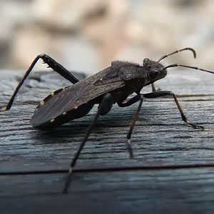Orden Hemiptera