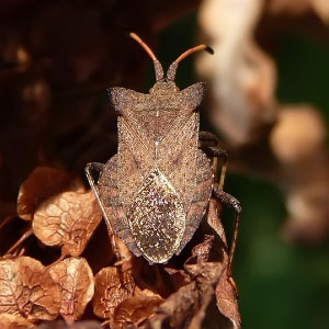 Coreus marginatus