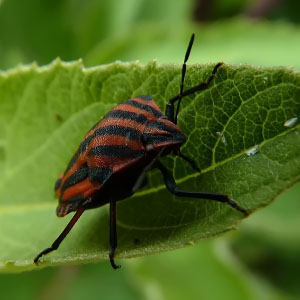 Graphosoma lineatum