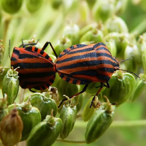 Graphosoma lineatum