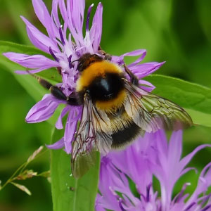 Bombus terrestris