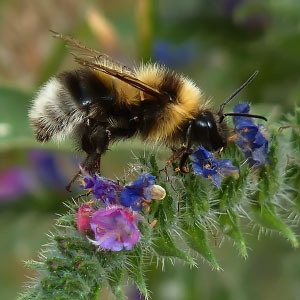 Bombus terrestris