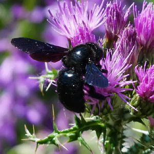 Xylocopa violacea