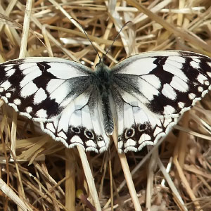 Melanargia lachesis