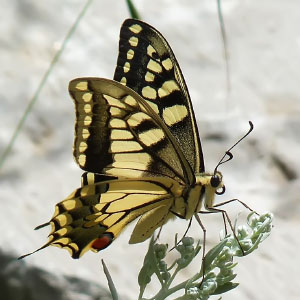 Clase Insecta