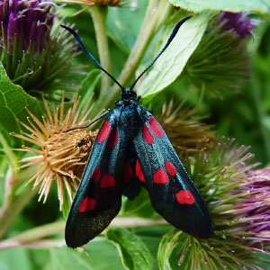 Zygaena trifolii