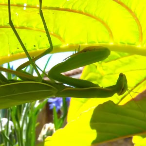 Mantis religiosa
