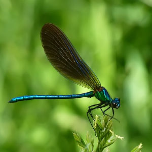 Calopteryx virgo