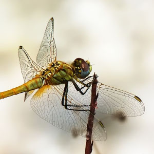 Sympetrum striolatum