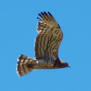 Circaetus gallicus