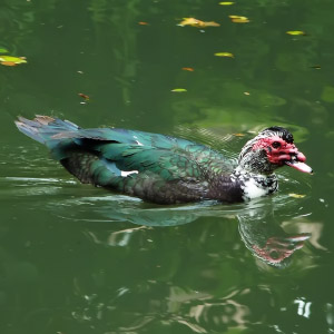 Clase Aves