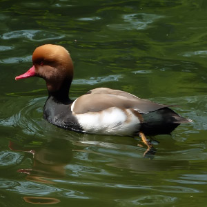 Netta rufina macho