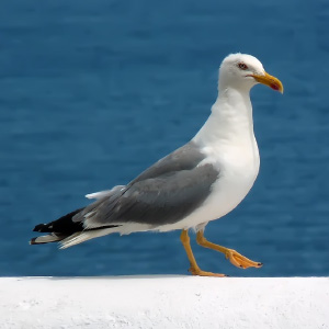 Larus michahellis