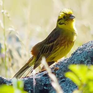 Emberiza citrinella macho