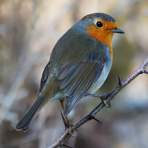 Erithacus rubecula