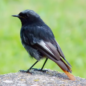 Phoenicurus ochruros
