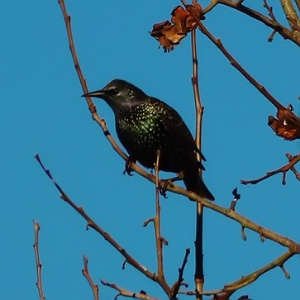 Sturnus vulgaris