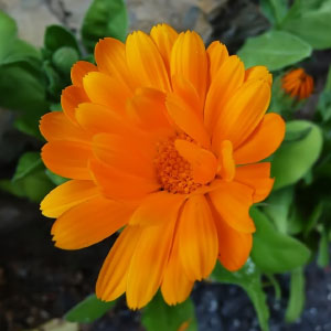 Calendula officinalis