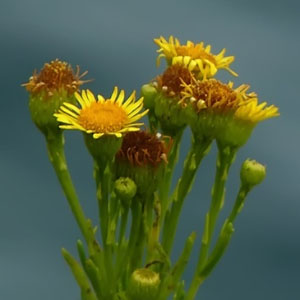 Limbarda crithmoides