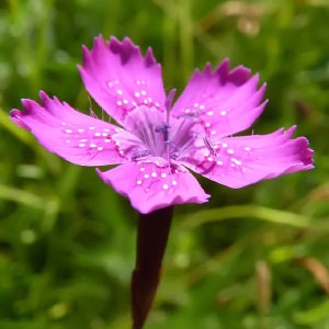 Dianthus deltoides
