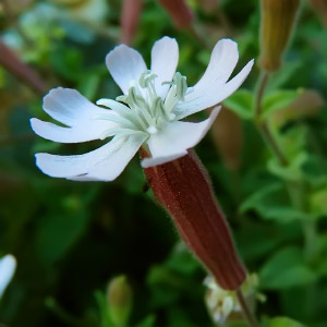 Silene saxifraga