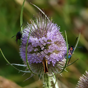 Dipsacus fullonum