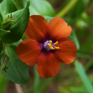 Anagallis arvensis