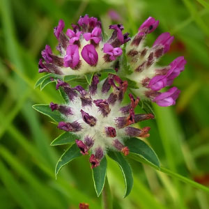 Anthyllis vulneraria subsp. iberica