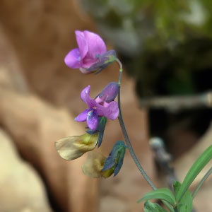 Lathyrus sylvestris