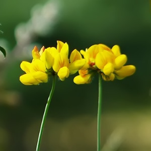 Lotus tenuis