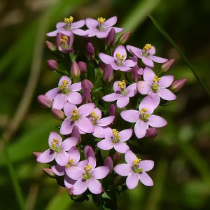 Centaurium erythraea