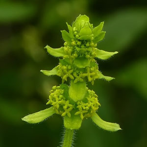 Cruciata laevipes