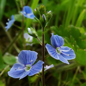 Veronica chamaedrys