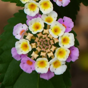 Familia Verbenaceae