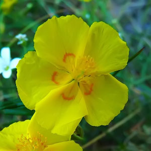 Helianthemum nummularium