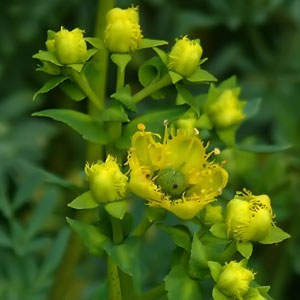Ruta chalepensis