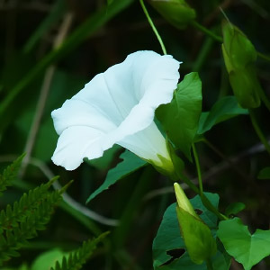 Calystegia sepium