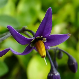 Solanum dulcamara