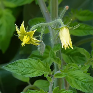 Solanum lycopersicum