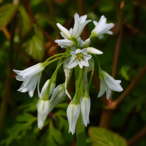 Familia Amaryllidaceae