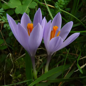 Familia Iridaceae