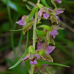 Epipactis helleborine